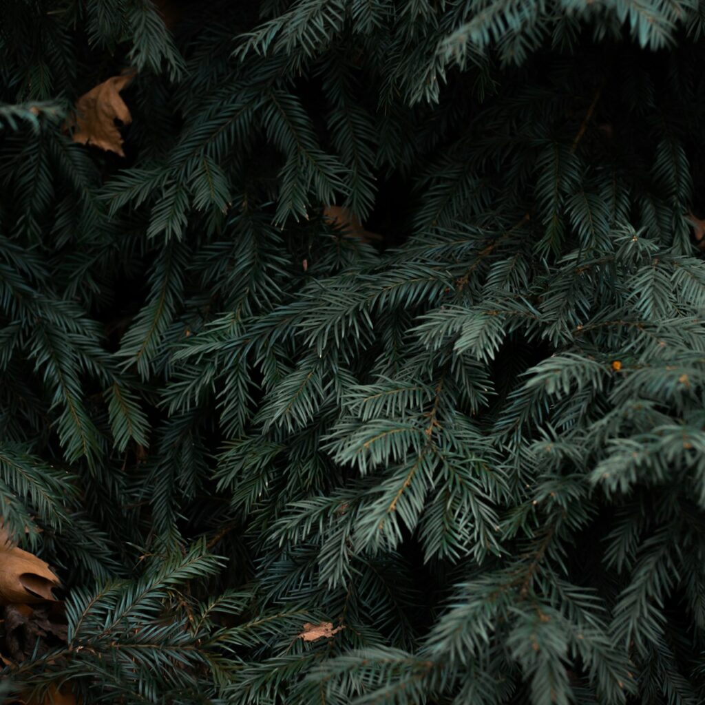 針葉樹のイメージ画像