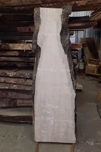 一枚板 楓（かえで、カエデ）DIY粗木材　テーブル用天板　セール￥50,000（税別） 1520 ×270~590 mm