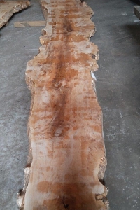 一枚板 楓（カエデ）材　粗木材カウンター、テーブル用天板　セール 7000 ×700 mm
