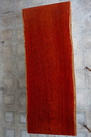 天然木 新潟工場 アフリカンローズ（ブビンガ）材 一枚板 カウンター