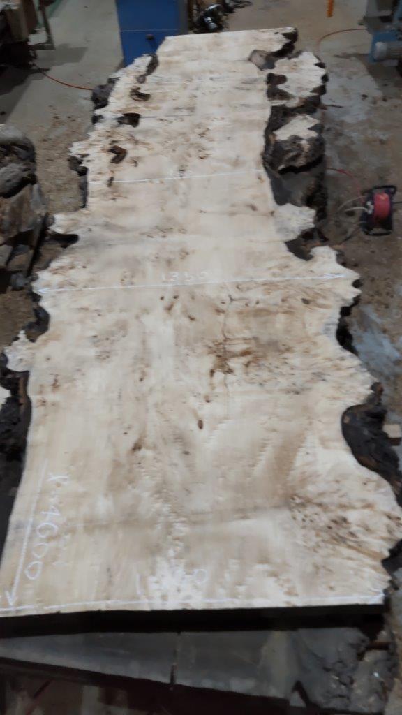 天然木 新潟工場 ポプラ瘤（バール）材 一枚板 カウンター、テーブル用