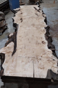 一枚板 ポプラ粗木材　カウンター、テーブル用天板　セール￥550,000（税別） 4600 ×1150~1500 ~1200mm