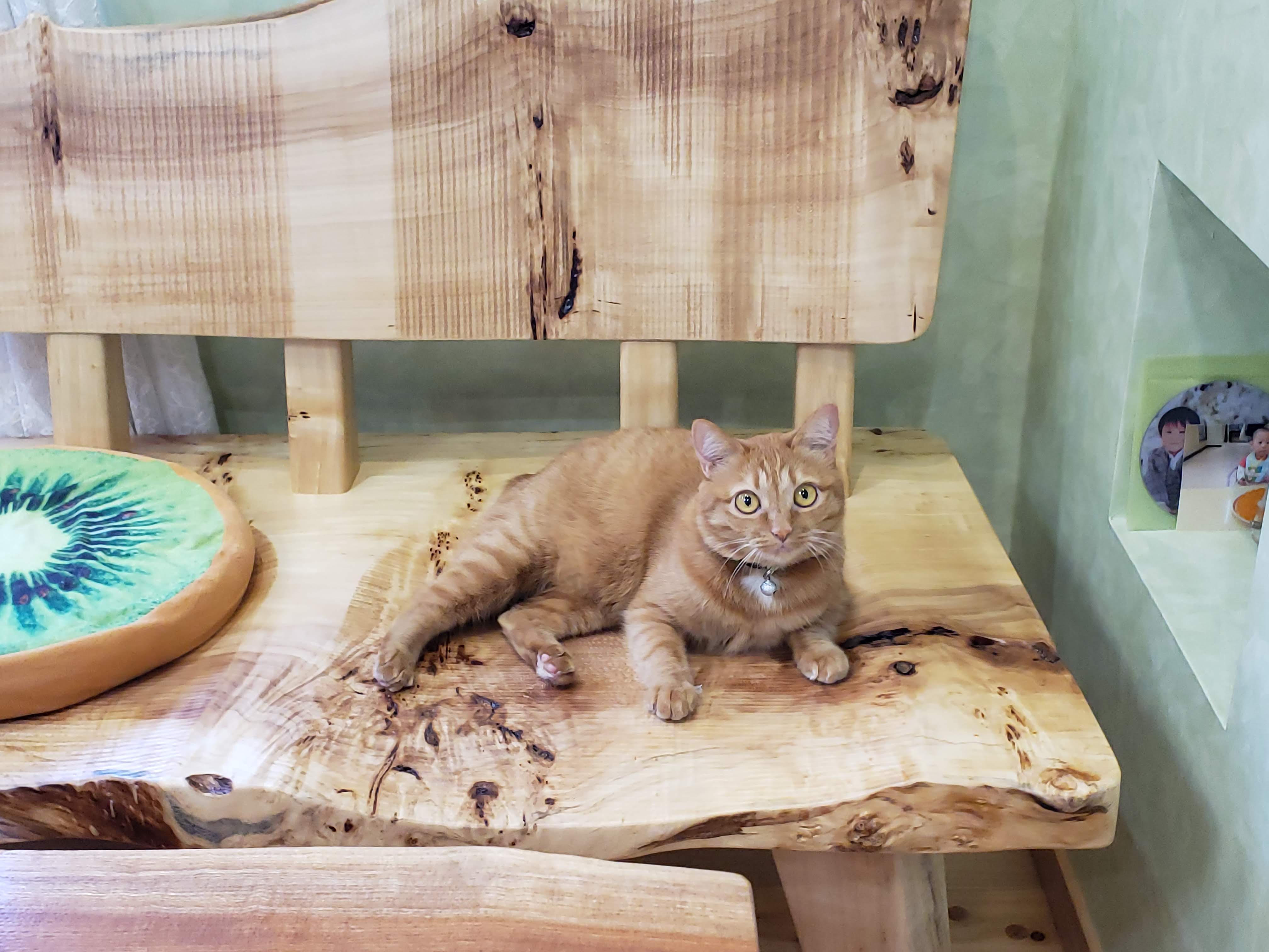 k1743 天然木 瘤材 バール材 花器 木工品 一点物 インテリア k1743 天然木 瘤材 バール材 花器 木工品 一点物 インテリア